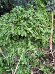 Plagiothecium laetum