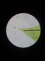 Plagiothecium laetum