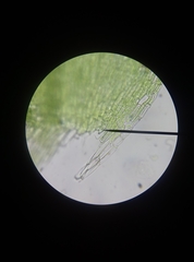 Plagiothecium laetum