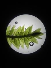 Plagiothecium laetum