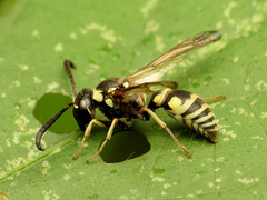 Pterocheilus