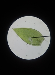 Plagiothecium laetum