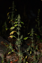 Haplanthodes verticillatus