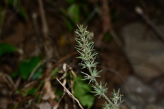 Haplanthodes verticillatus