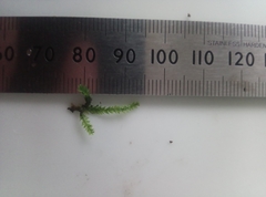 Plagiothecium laetum