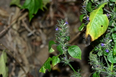 Haplanthodes verticillatus