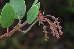 Arctostaphylos bakeri bakeri