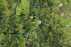 Calycolpus moritzianus