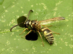 Pterocheilus