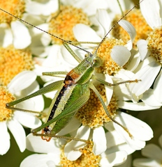 Poecilimon macedonicus