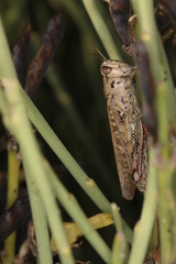 Calliptamus plebeius