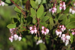 Arctostaphylos bakeri bakeri