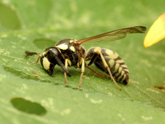 Pterocheilus
