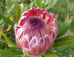 Protea × hybrida