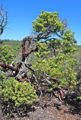 Arctostaphylos bakeri bakeri