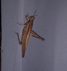 Schistocerca pallens