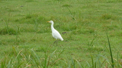 Bubulcus ibis