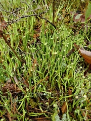 Cladonia maxima