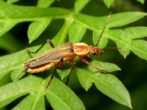 Chauliognathus obscurus photo 3