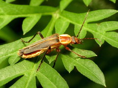 Chauliognathus obscurus