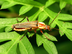 Chauliognathus obscurus