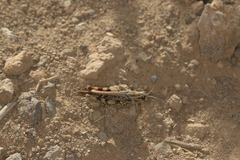 Calliptamus plebeius