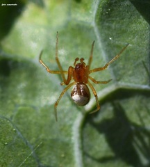 Theridion genistae