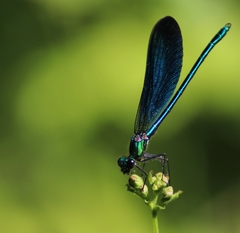 Calopteryx virgo