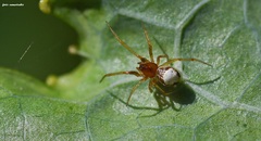 Theridion genistae
