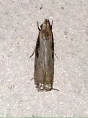 Idiophantis chiridota