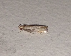 Idiophantis chiridota