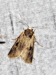 Effractilis effracta