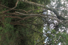 Calycolpus moritzianus