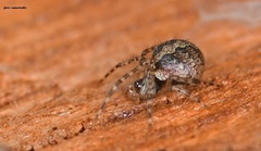 Theridion helena