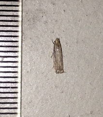 Idiophantis chiridota