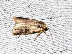 Effractilis effracta