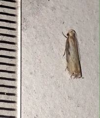 Idiophantis chiridota