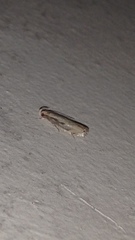 Idiophantis chiridota