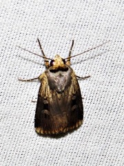 Effractilis effracta