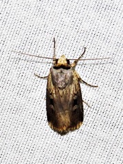 Effractilis effracta