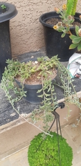 Dendrophorbium peregrinum