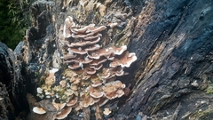 Fungi