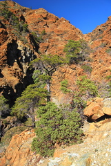Arctostaphylos bakeri sublaevis