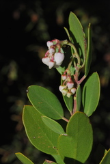 Arctostaphylos bakeri sublaevis