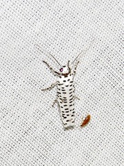 Yponomeuta strigillatus