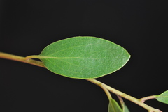 Arctostaphylos bakeri sublaevis