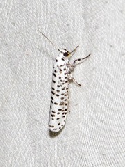 Yponomeuta strigillatus