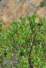 Arctostaphylos bakeri sublaevis