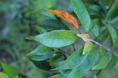 Calycolpus moritzianus