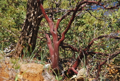 Arctostaphylos bakeri sublaevis